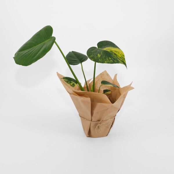 Monstera Aurea Variegata