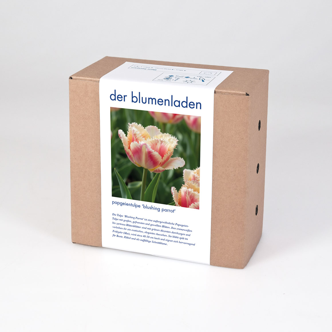 blumenzwiebeln papageientulpe 'blushing parrot' 2 blumenzwiebeln papageientulpe 'blushing parrot' – Bild 2
