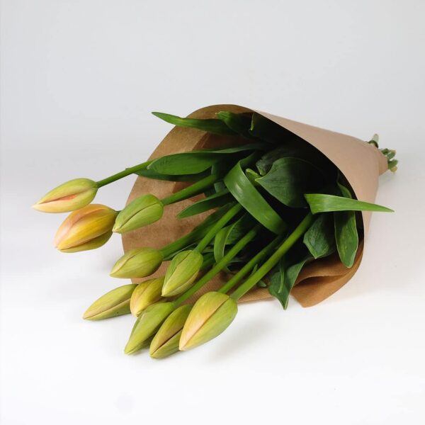 Französische Tulpen